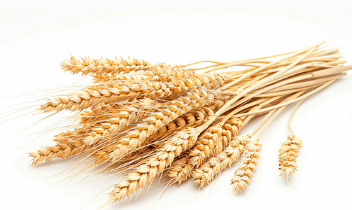 成熟的黄色小麦与谷物的茎