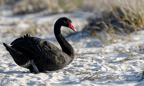 黑色的黑天鹅蹲在沙滩上