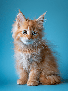 蓝色背景中毛茸茸的小猫可爱肖像