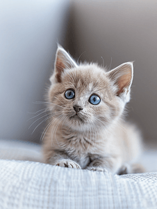 灰色蓝摄影照片_蓝眼睛的美丽奶油色和灰色小猫