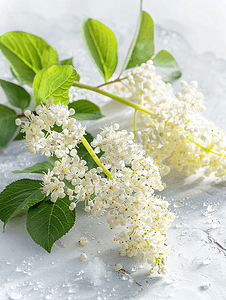 油炸接骨木花时令食品