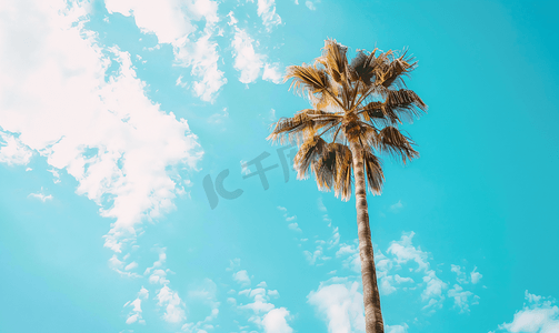 棕榈树反对天空与云洛杉矶