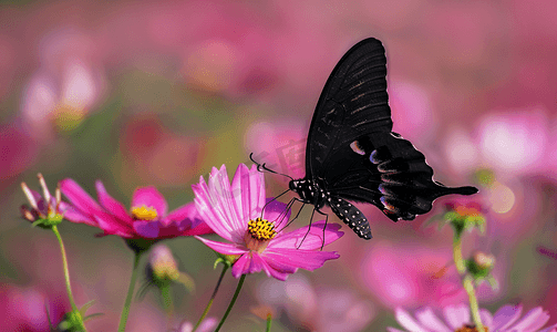 一只黑蝴蝶停在野田里的粉色花朵上