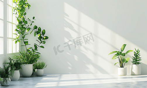 常被用作室内装饰的家居植物简约自然概念