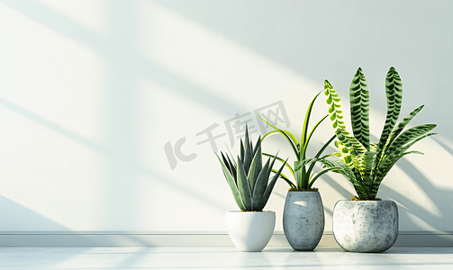 简约时尚现代摄影照片_常被用作室内装饰的家居植物简约自然概念