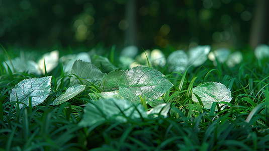 简约草地摄影照片_草坪上绿色草地的摄影高清图片