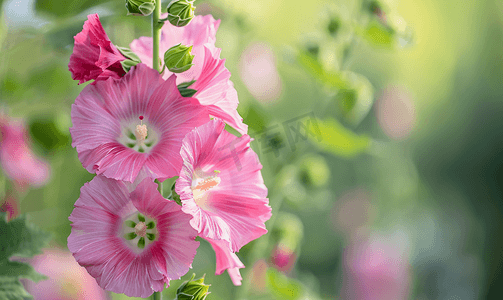 扬州葵花岗摄影照片_花园里盛开的蜀葵花