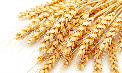 玉米标志摄影照片_成熟的黄色小麦与谷物的茎