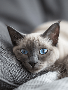 淡绿色卷轴摄影照片_奶油色和灰色小猫的淡蓝色眼睛