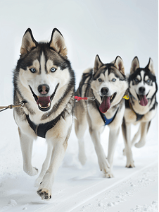 哈士奇哈士奇摄影照片_西伯利亚哈士奇雪橇犬比赛