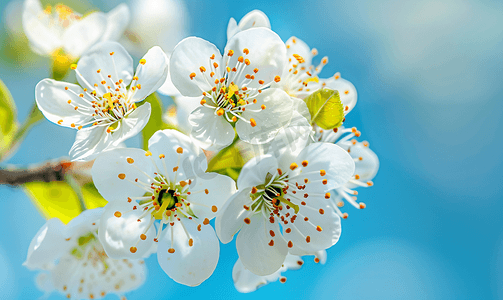 蓝天背景下的春花特写花树梨花