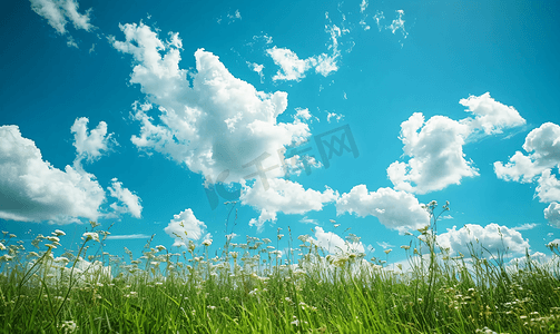 淤泥摄影照片_蓬松的白云悬挂在沼泽草上