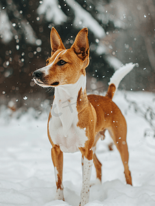 公园里巴辛吉犬的肖像冬日寒冷的一天雪花飘落