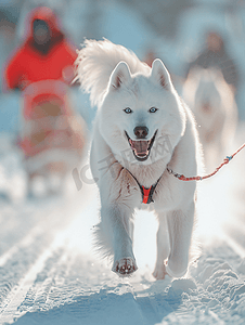 比赛开幕式摄影照片_萨摩耶犬参加雪橇犬比赛