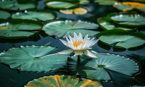 荷叶黑色摄影照片_睡莲叶在水面上睡莲荷叶在水面上