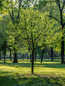 春天的树新鲜的枝条和叶子公园里的树木