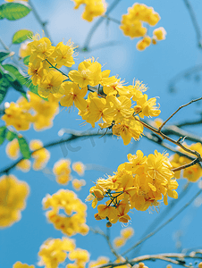 春天盛开的金合欢树花