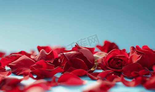 质感背景粉色摄影照片_红色玫瑰花瓣躺在蓝色背景上的复古风格上
