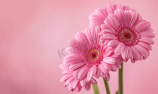 感谢有你相随摄影照片_韦格尔美丽的粉红色花朵