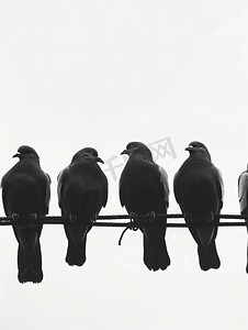 天空飞的鸟摄影照片_鸽子坐在电线上鸟的剪影鸟坐在一排