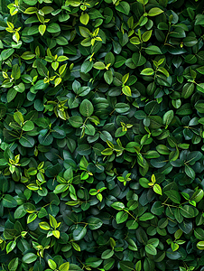 植物美丽的绿叶和不同的树篱和墙壁