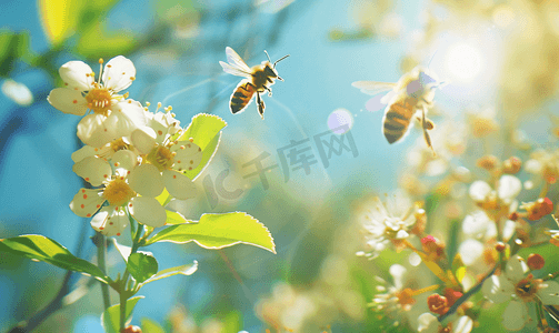 蜜蜂飞出证据蜜蜂采集花蜜