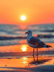南卡罗来纳州默特尔比奇日出时海滩上的笑鸥