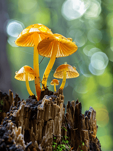 小红书黑板报背景摄影照片_从腐烂的树桩上长出的小黄色蘑菇