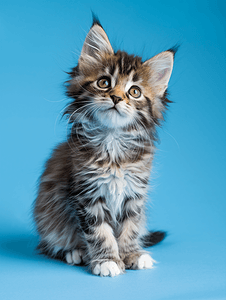 蓝色背景中毛茸茸的小猫可爱肖像