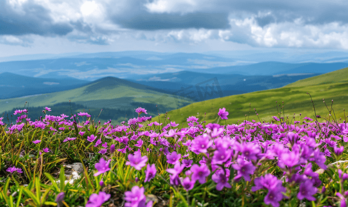 绿色山谷和白云背景下的紫色花朵景观