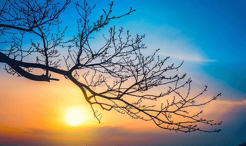 在蓝色的夕阳天空背景下一棵优美的树上没有叶子的树枝