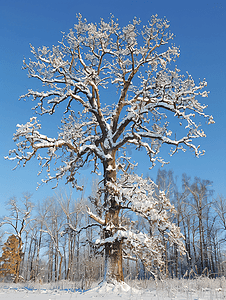 冬季降雪后森林中被雪封住的橡树