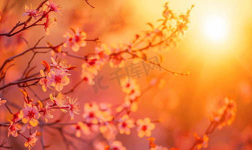 橙色的夕阳桃花和树枝