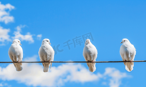 电线上的鸟电线上的鸽子对着天空鸟的剪影