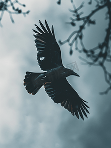 天空中的鸟乌鸦飞翔云背景下鸟的飞行动物生命
