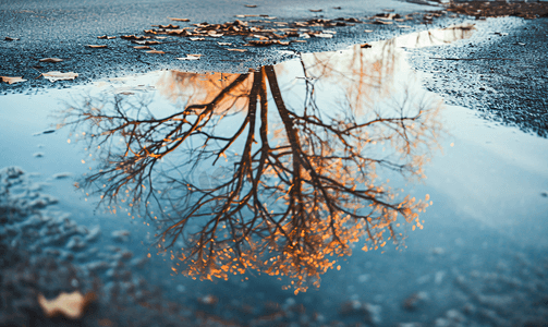 树木反映在水坑复古