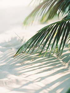 白色阴影图背景图片_白色沙滩上的棕榈叶阴影背景图