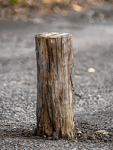 毛发干枯摄影照片_一块干枯的旧木头立在灰色的沥青上