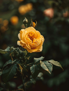叶丛摄影照片_金黄色玫瑰灌木上的斜视图