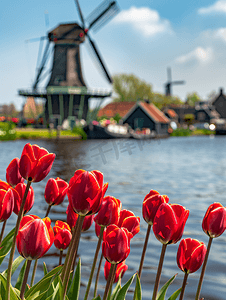 荷兰发电风车摄影照片_荷兰风车与红色郁金香关闭荷兰阿姆斯特丹