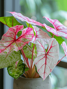 花园里的花叶芋双色通风口