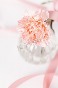 康乃馨花朵母亲节图片