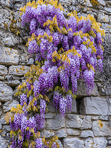 美丽的紫藤花在石墙上绽放