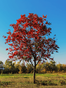 秋天的红漆树