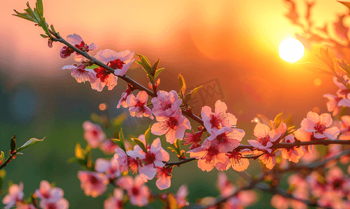 夜色桃花摄影照片_橙色的夕阳桃花和树枝