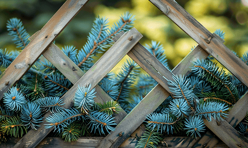 栅栏后面的云杉树穿过格子的木头私人土地上的蓝云杉