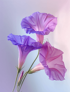 牵牛花是一种美丽的紫色花颜色鲜艳的喇叭形花朵