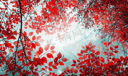 冠层摄影照片_树上鲜红的秋叶树冠