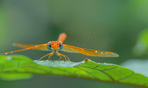 春天的动物植物摄影照片_叶子上的橙尾沼泽滑翔机