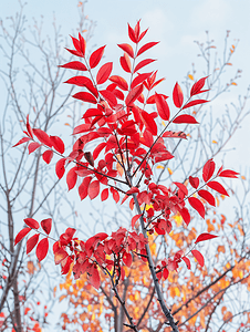 秋天的红漆树